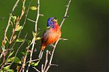 Painted Bunting